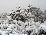 A Gift Of March Snow - Taos, New Mexico