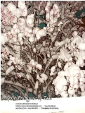 Late Spring Snow - Taos, New Mexico