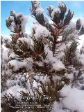 Spring Thaw - Taos, New Mexico